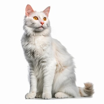 an image of a white cat sitting down on a white background