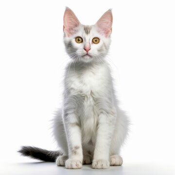 an image of a white cat sitting on a white background