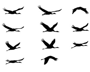 Viele Vögel Silhouette 