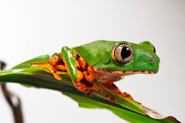 Tiger-striped tree frog // Tiger-Makifrosch (Callimedusa tomopterna / Phyllomedusa tomopterna)
