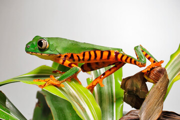 Tiger-striped tree frog // Tiger-Makifrosch (Callimedusa tomopterna / Phyllomedusa tomopterna)
