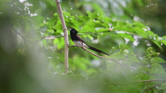 Japanese Paradise Catcher Long-tailed teenage male standing on branch.