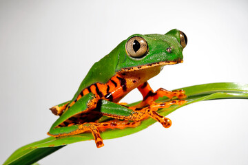 Tiger-striped tree frog // Tiger-Makifrosch (Callimedusa tomopterna / Phyllomedusa tomopterna)