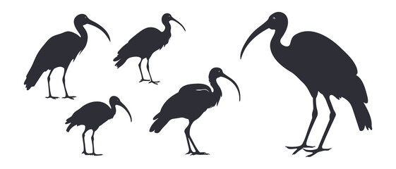 Ibis silhouette black filled vector Illustration