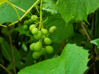 bunch of grapes
