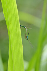 closeup the dark blue dragonfly hold on grass plant leaf soft focus natural green brown background.
