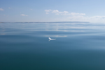 drifting feather