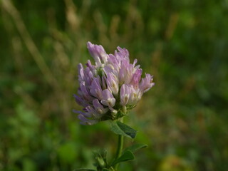 thistle flower