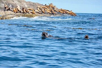 Steller sea lions at their rookery in Gwaii Haanas National Park Reserve, Haida Gwaii, British Columbia, Canada