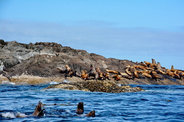 Steller sea lions at their rookery in Gwaii Haanas National Park Reserve, Haida Gwaii, British Columbia, Canada