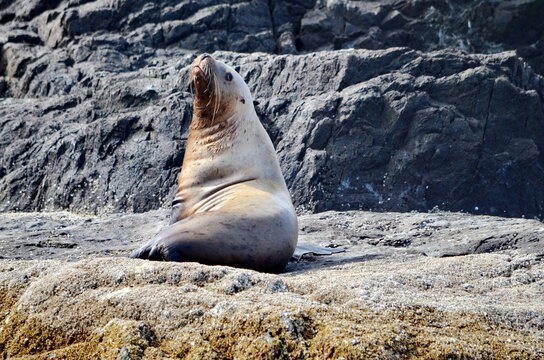 Steller Sea Lions At Their Rookery In Gwaii Haanas National Park Reserve, Haida Gwaii, British Columbia, Canada