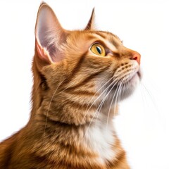 an orange tabby cat is looking to the side