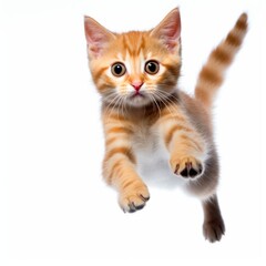 Obraz premium an orange tabby kitten is flying in the air