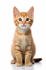 Fototapeta premium an orange tabby kitten sitting in front of a white background