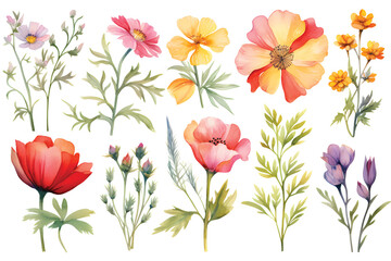 various watercolor painting of summer flowers,wet,white background,isolated.GenerativeAI.
