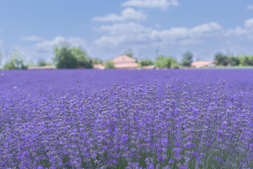 The field of lavender - Lavandula angustifolia, formerly L. officinalis also known as true lavender, English lavender, garden lavender, common lavender in Dobruja in Bulgaria under blue sky.
