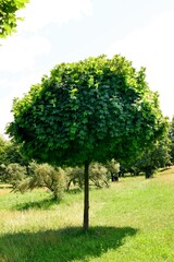 Garden with maple tree Acer platanoides - Globosum ( Ball Maple ) - obrazy, fototapety, plakaty