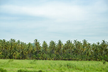 Fototapeta premium Coconut plantation. Clear sky.