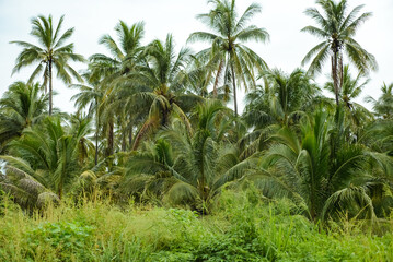 Coconut plantation.