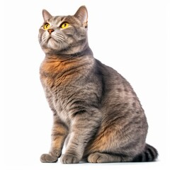 british shorthair cat sitting and looking up on a white background
