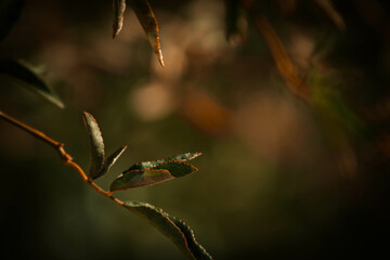 Planta na natureza