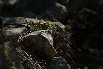 pedra na natureza