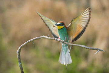 European bee-eater - Merops apiaster landing on perched with spread wings at dark background. Photo from Vetren in Dobruja, Bulgaria.	