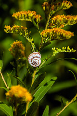 A small white snail sits on a green plant