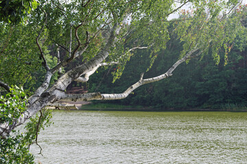 old birch tree leaning on the shore of the lake against the background of water waves