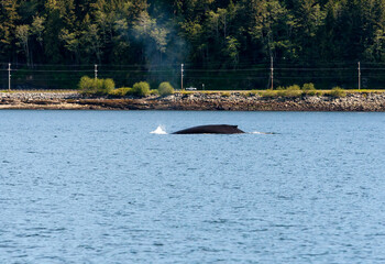 Dorsal fin of a Humpback whale surfacing near Ketchikan, Alaska