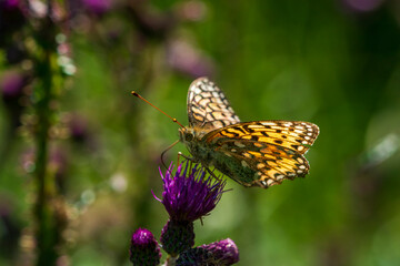 butterfly on flower