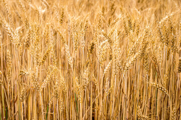 Ripe Wheat