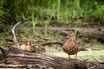 Black Duck with Ducklings
