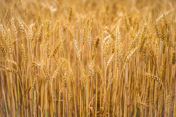 Rise Wheat Heads