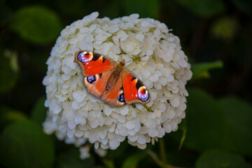 Aglais io butterfly sitting on a white hortensia flower. peacock butterfly. Butterfly is mostly...