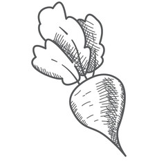 Hand drawn beet root sketch.. Vegetable of farm product. Isolated on white background.Vector flat illustration.