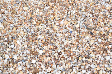 Modern background. Beautiful composition of seashells