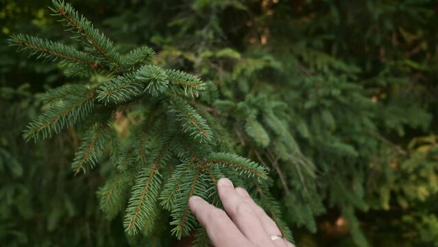 Close up of male hand touches spruce branch at morning. Connection with nature and environmental protection. Green conscious lifestyle of new generation protecting forest. Concept nature, ecology