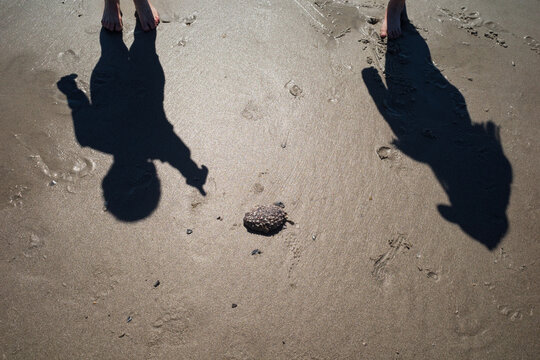 The shadows of two children pointing at a stranded pufferfish in the beach sand
