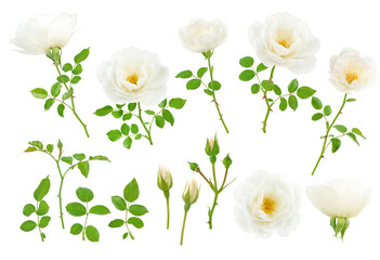 White flowers, buds, leaves and branches set isolated transparent png