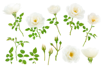White flowers, buds, leaves and branches set isolated transparent png