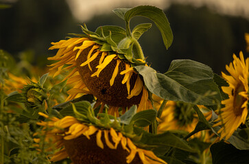 Dojrzały słonecznik na tle pola słoneczników wieczorowa porą