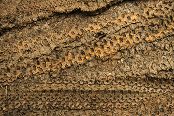 closeup of mountain bike tracks in red dirt