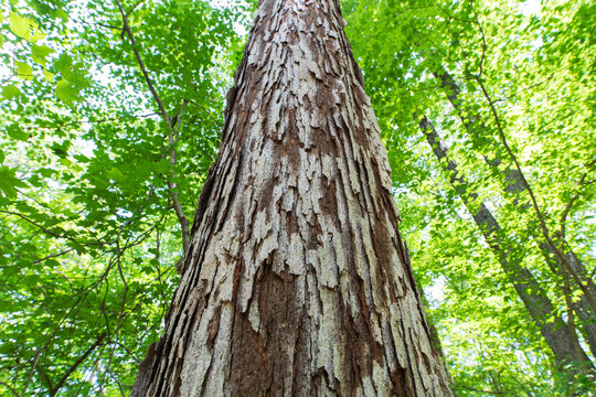 Fototapeta Shaggy bark on a hardwood tree leading up to the sky against green forest