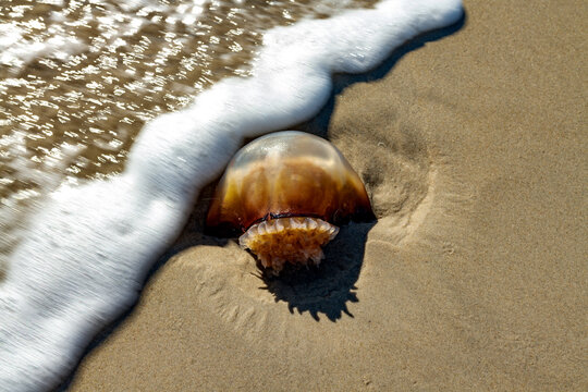 A foamy wave washes over a beached jellyfish