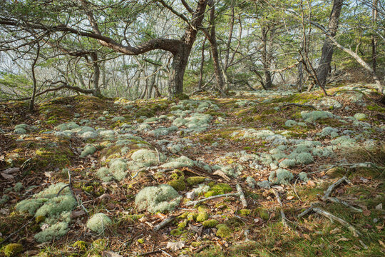 Moss and lichens carpet the ground in a rocky forest in Georgia