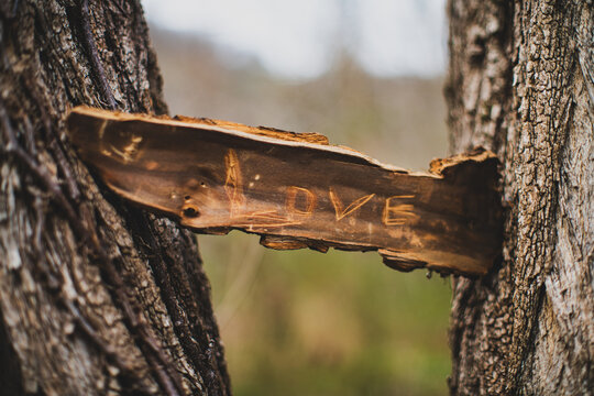 A piece of bark inscribed with the word "love" jammed between the limbs of a tree