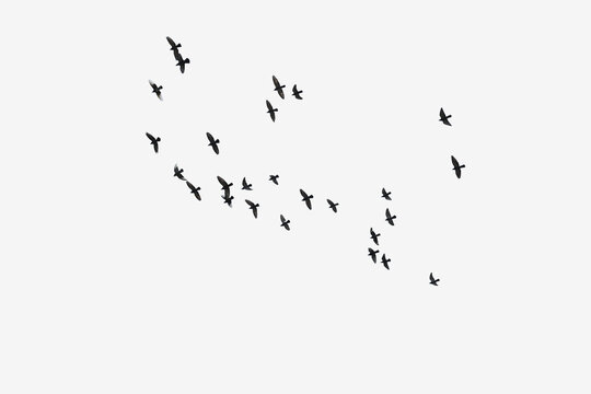 flock of birds flying silhouetted against a white sky