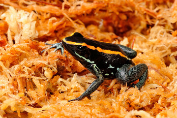 Golfodulcean Poison Frog // Gestreifter Blattsteiger, Gestreifter Pfeilgiftfrosch (Phyllobates vittatus)
