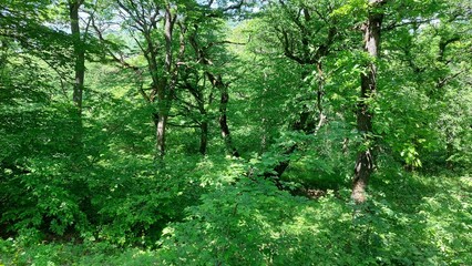 old trees in the deep of the wood
